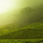 Travel Tea Set - green grass field with smoke