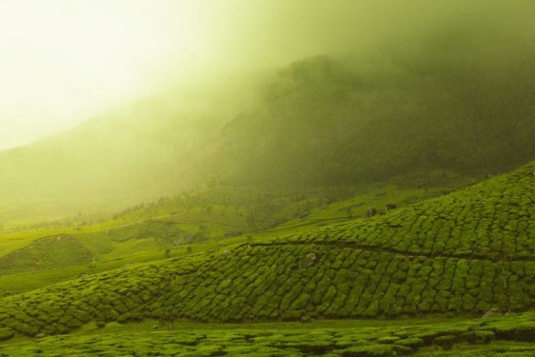 Travel Tea Set - green grass field with smoke