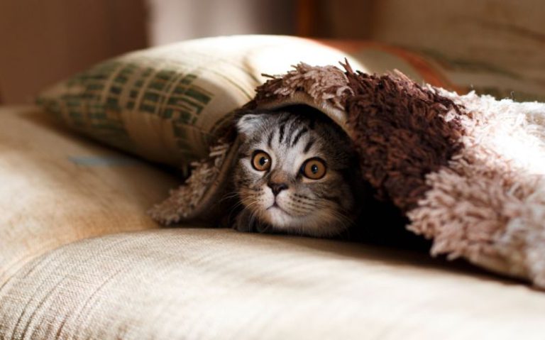 Tea Pet Gongfu - brown Scottish fold in brown thick-pile blanket