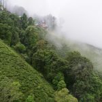 Darjeeling Tea Plantation - a lush green hillside covered in lots of trees