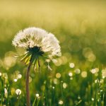 Dandelion Tea Flowers - white dandelion closeup photography