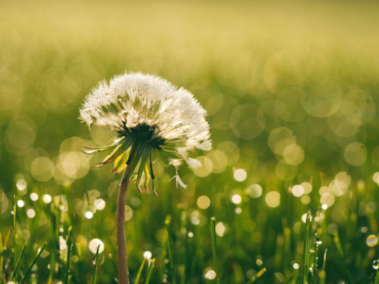 Dandelion Tea Flowers - white dandelion closeup photography