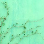 Nettle Tea Green - green-leafed plant