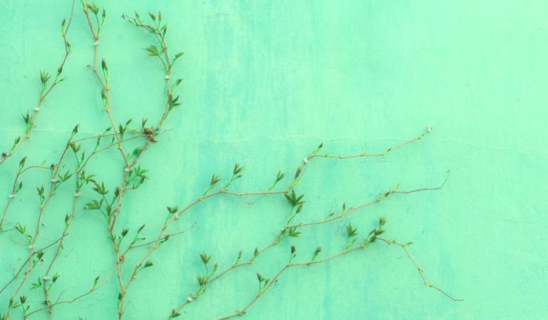 Nettle Tea Green - green-leafed plant