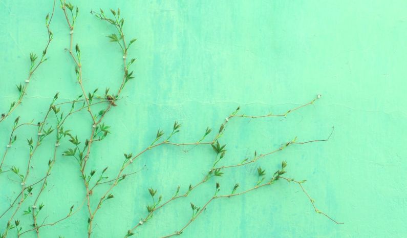 Nettle Tea Green - green-leafed plant