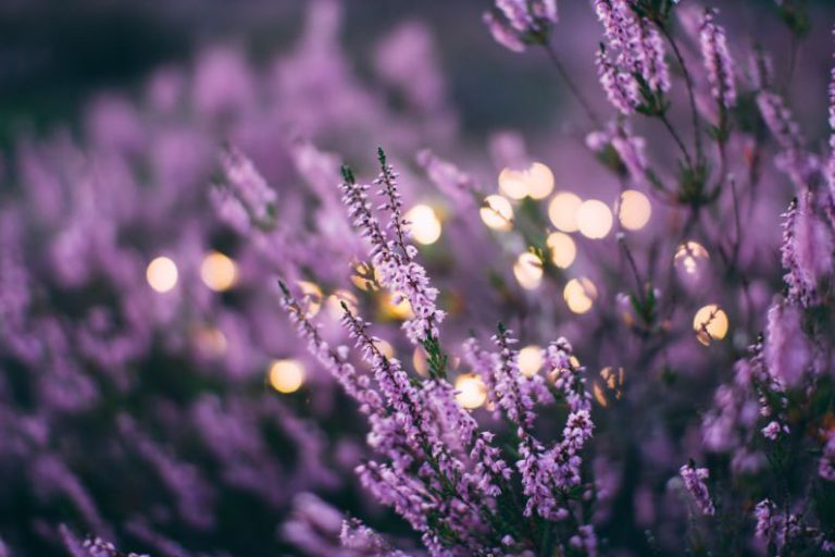 Lavender Tea Purple - tilt shift lens pink fetal flowers