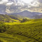 Darjeeling Tea Teapot - landscape photography of mountain