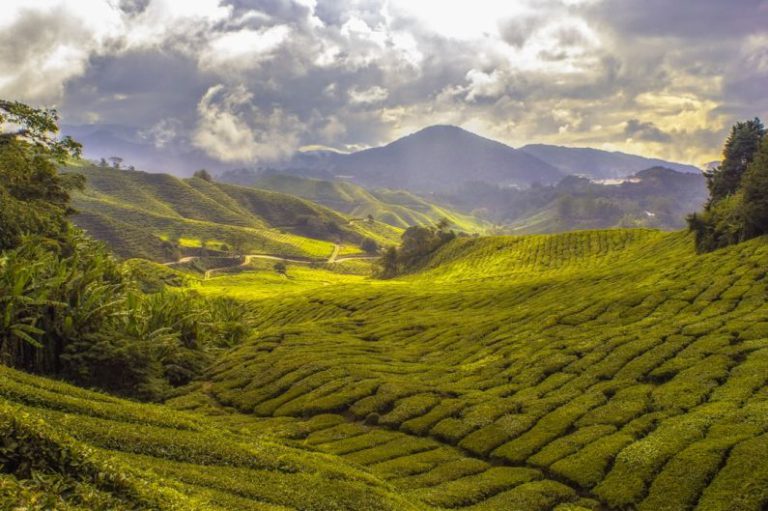 Darjeeling Tea Teapot - landscape photography of mountain