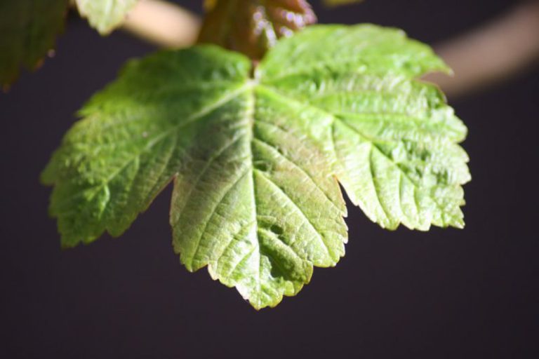 Tea Leaf Grading - null