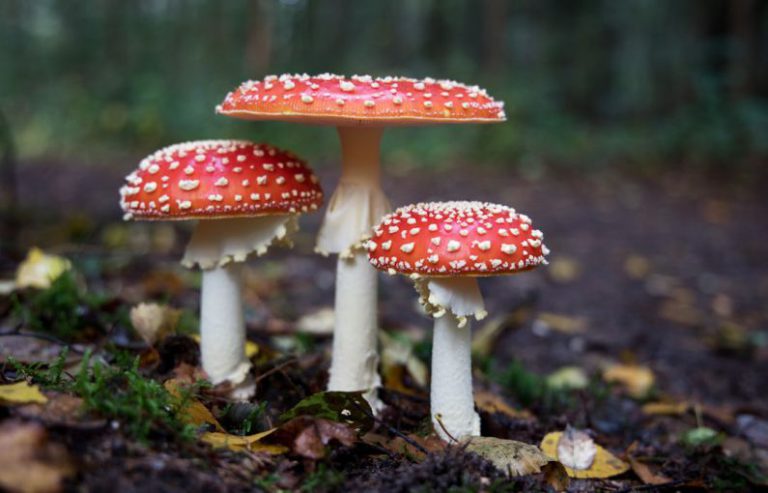 Mushroom Tea Brew - red mushrooms