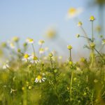 White Tea Infusion - white and yellow flowers under blue sky during daytime