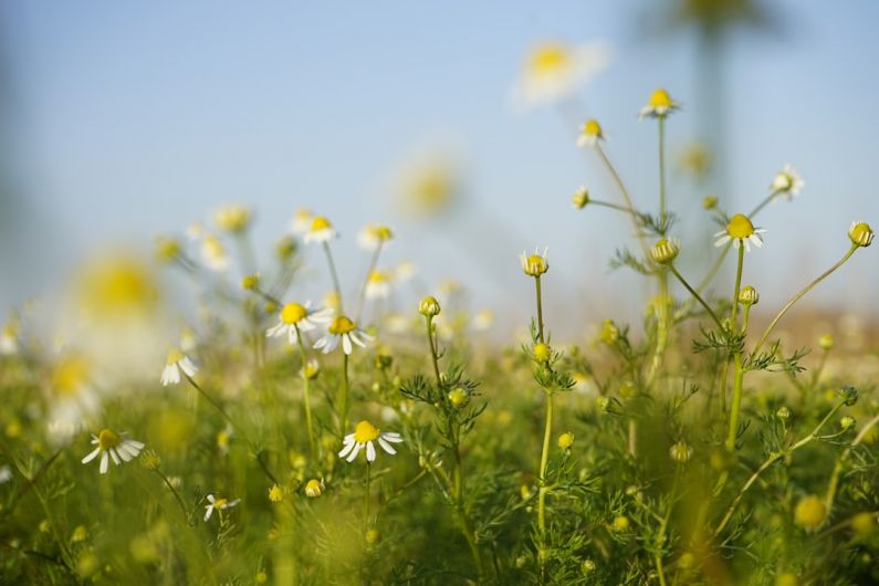 White Tea Infusion - white and yellow flowers under blue sky during daytime