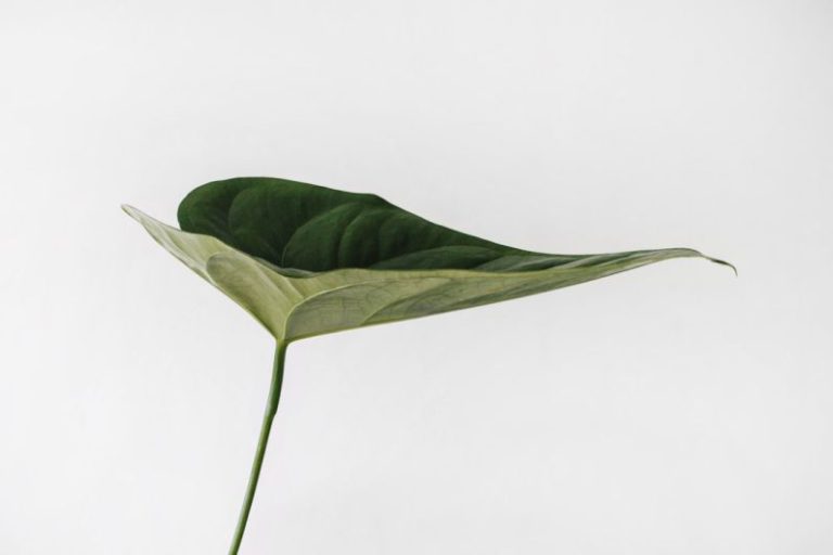 Green Tea Black - green leaf photography