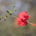 White Tea Bud - a red flower on a branch with a blurry background