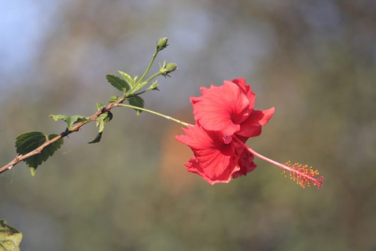 White Tea Bud - a red flower on a branch with a blurry background