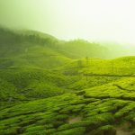 Oolong Tea Forest - green fields