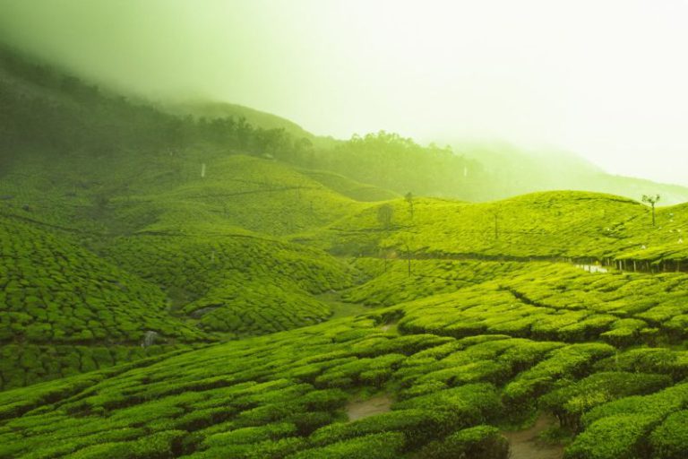 Oolong Tea Forest - green fields