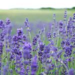 Jasmine Tea Flower - lavender flower field blooms at daytime