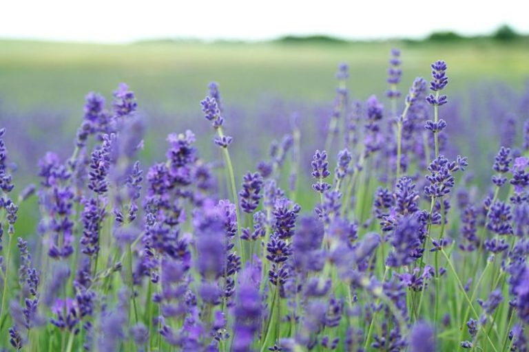 Jasmine Tea Flower - lavender flower field blooms at daytime