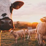 Tea Farm Worker - a herd of cows standing on top of a lush green field