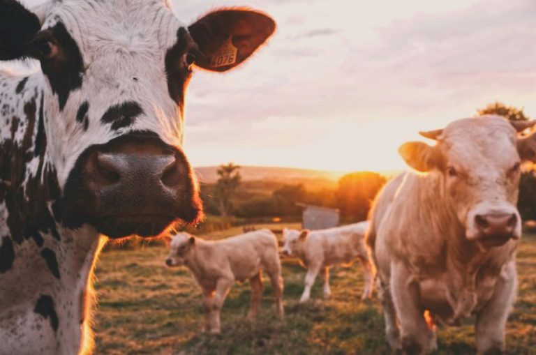 Tea Farm Worker - a herd of cows standing on top of a lush green field