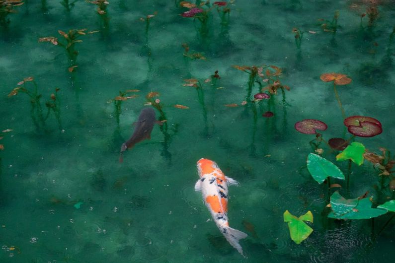 Japan Tea Garden - photo of two black, white, and orange koi fish