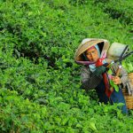 Sri Lanka Tea Field - woman harvesting leaves from field