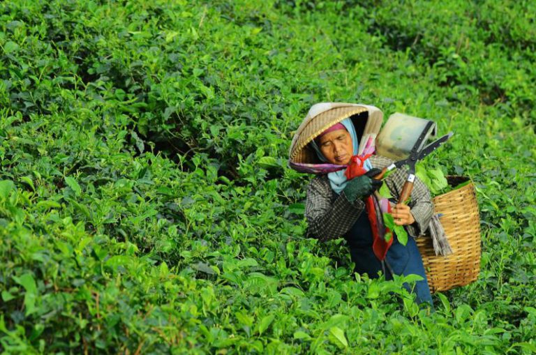 Sri Lanka Tea Field - woman harvesting leaves from field