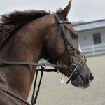 Tea Horse Road - selective focus of brown horse