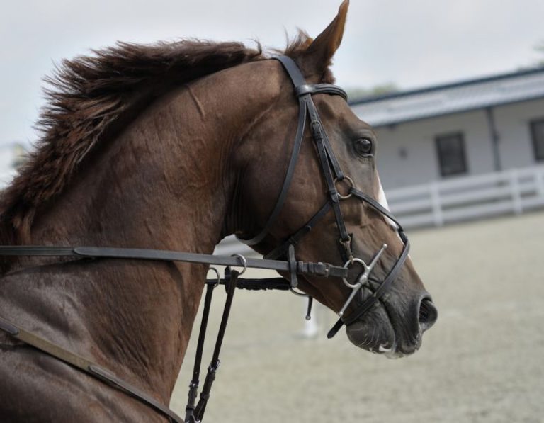 Tea Horse Road - selective focus of brown horse
