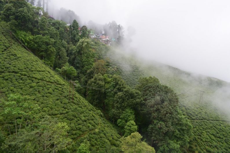 Darjeeling Tea Plantation - a lush green hillside covered in lots of trees